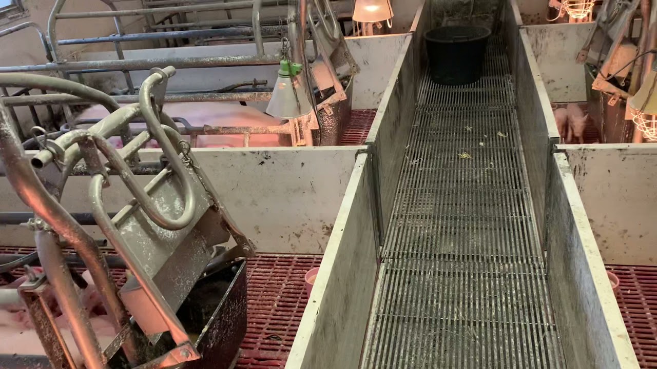 MATERNITÉ EN ÉLEVAGE DE PORC: VOICI LE PROBLÈME