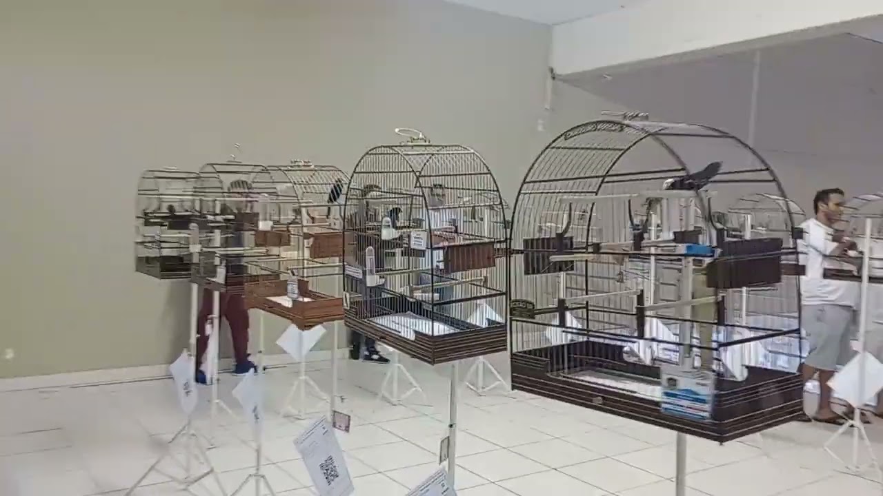 torneio de bicudo americana SP