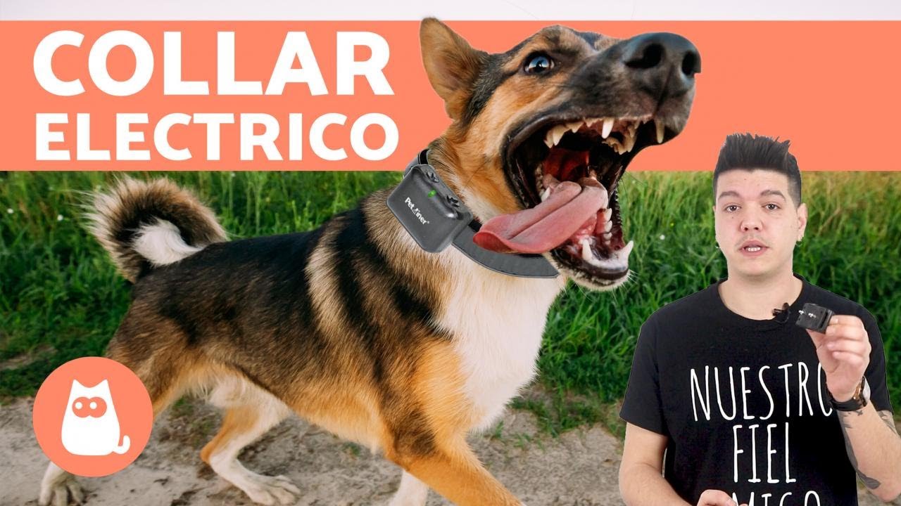 Collar eléctrico para perros
