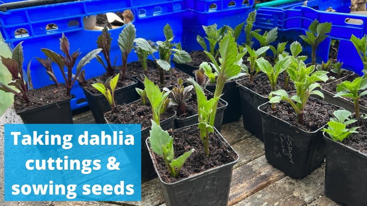 Taking dahlia cuttings and sowing seeds this sunny Mayday - with butterflies and birdsong.