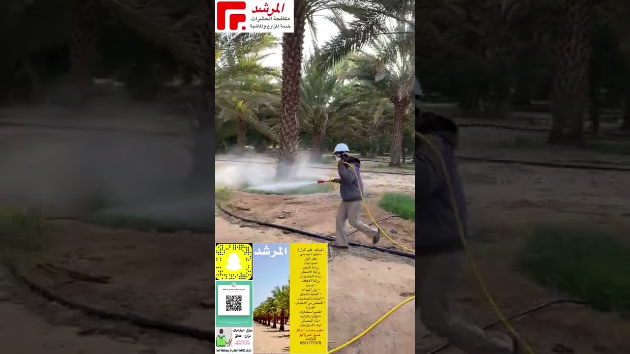 كيفية رش النخيل مبيد حشري عنكبوتي