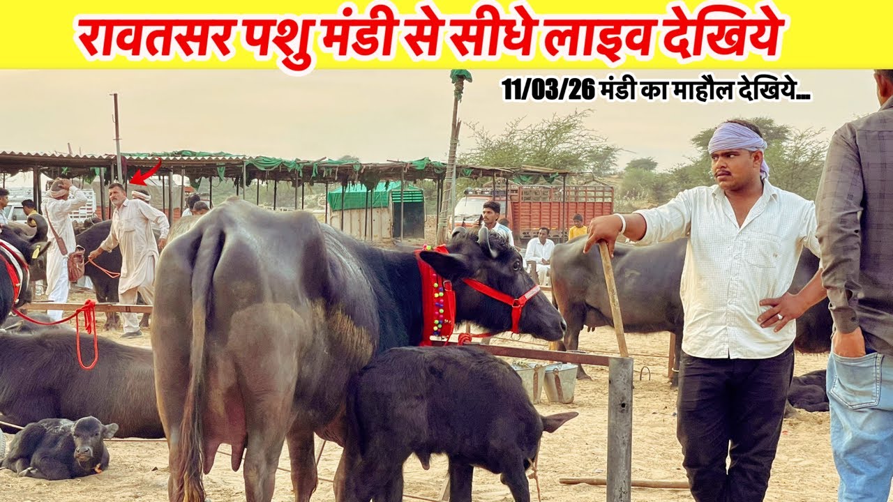 रावतसर पशु मंडी से सीधे लाइव देखिये.VINU KINEWS Live..😃🥳