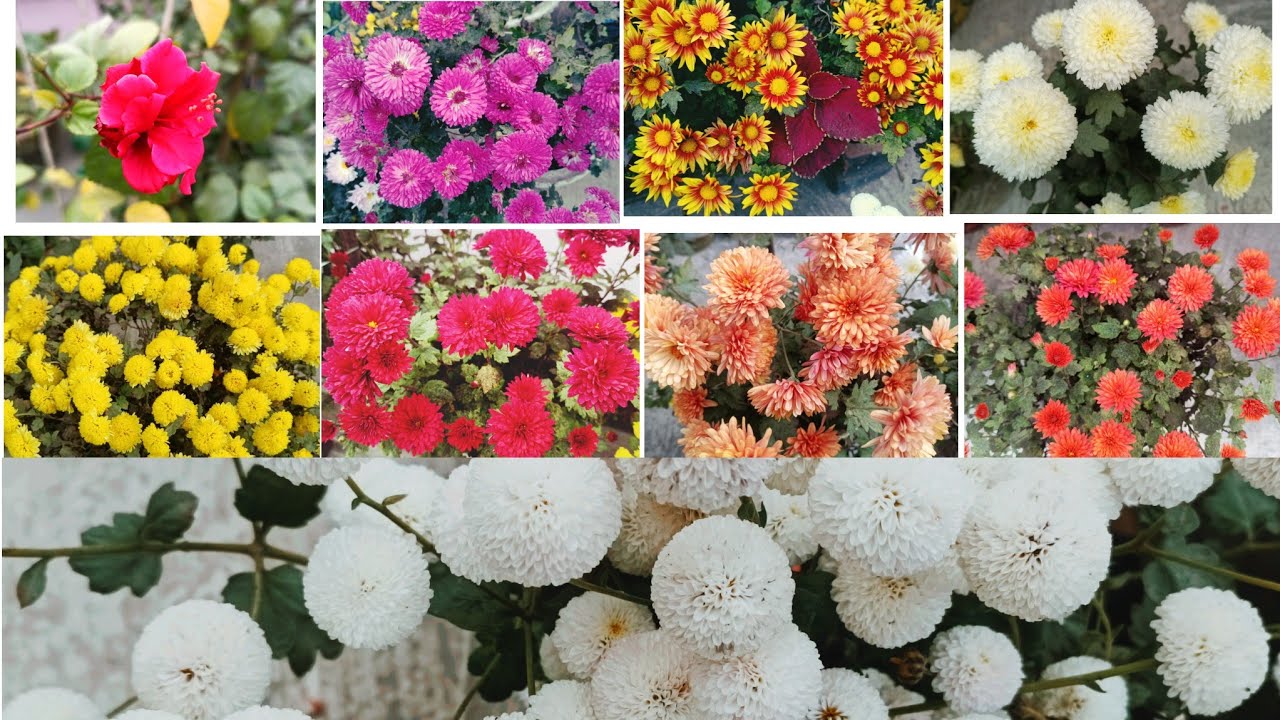 All Types Of Flowers 🌼🌹 you are seen // MAYAR CHAD BAGAN