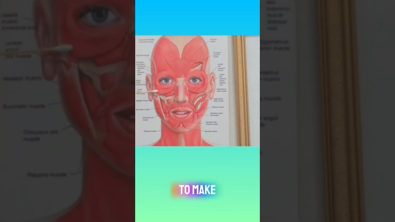 MUSCLES OF THE FACE THAT  MAY BE TREATED  WITH NEUROMODULORS SUCH AS BOTOX 