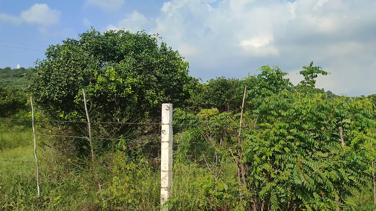 150 acre land with kinoo bagh for sale in Gharshankar Hoshiarpur punjab