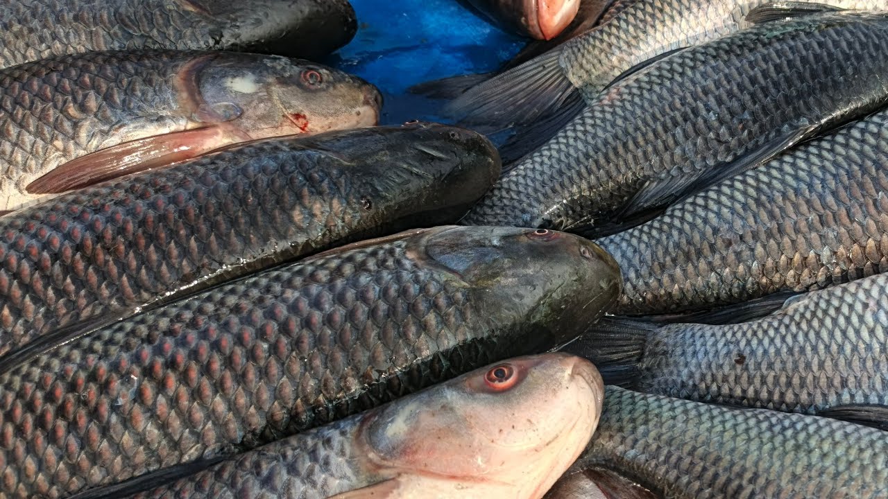 UNBELIEVABLE! 🔥 Fastest Fish Cutting Skills on Earth!