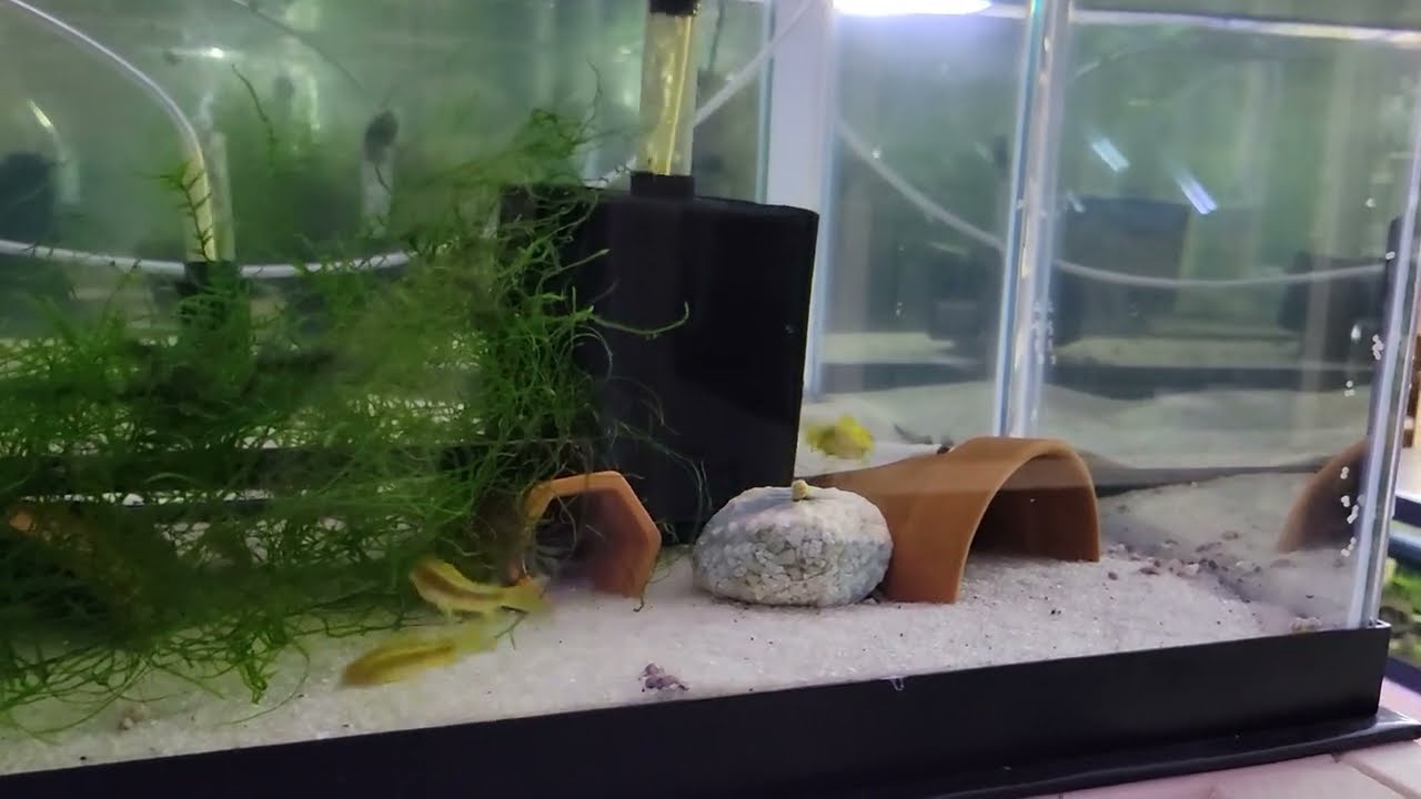 corydoras cw009 