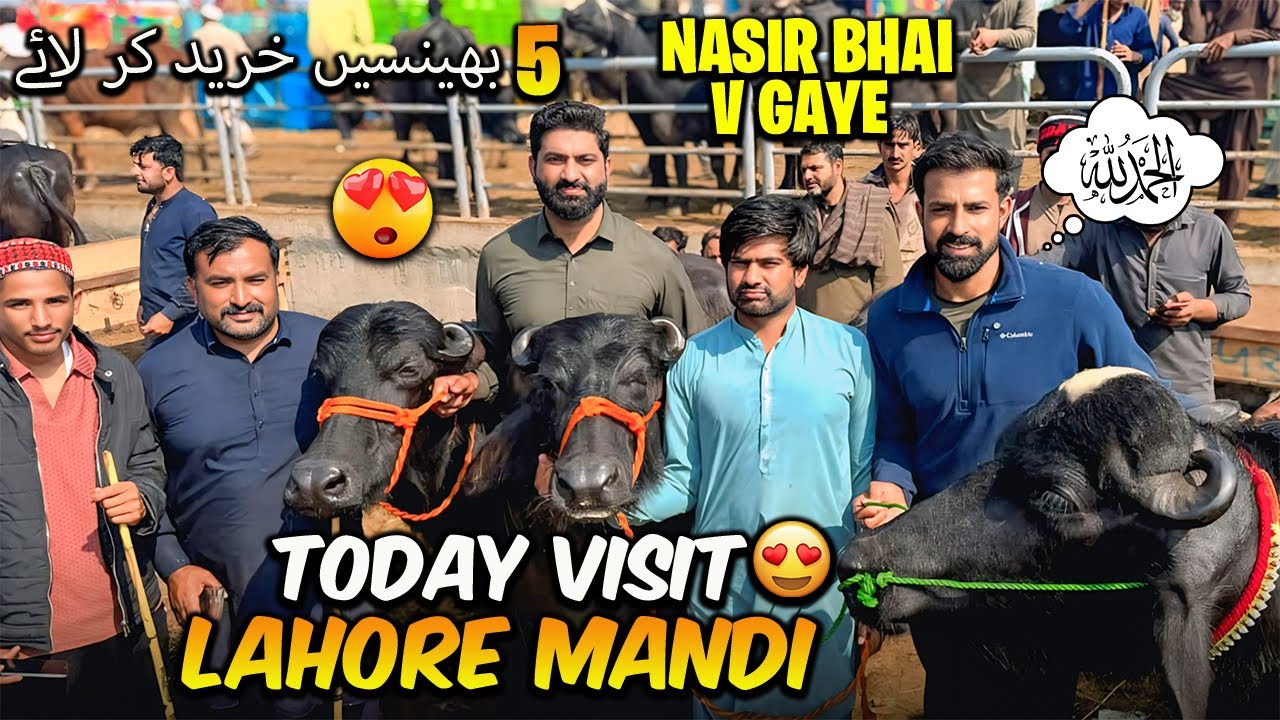 Aj Sari Team Ly k Lahore Buffalo Mandi Gaye 😍🐃 Buy 5 Buffalo's |منڈی کے حالات کیا ہیں مکمل انفارمیشن