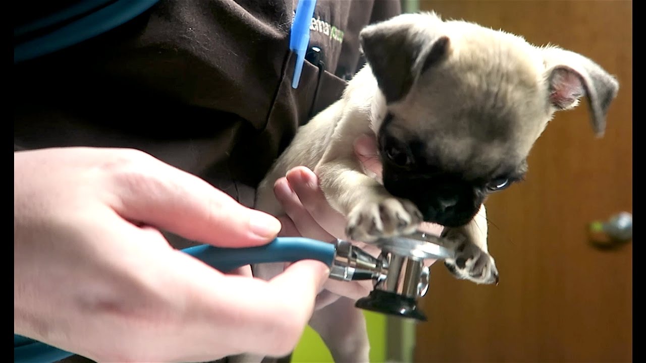 GUPPY GOT A SHOT!!