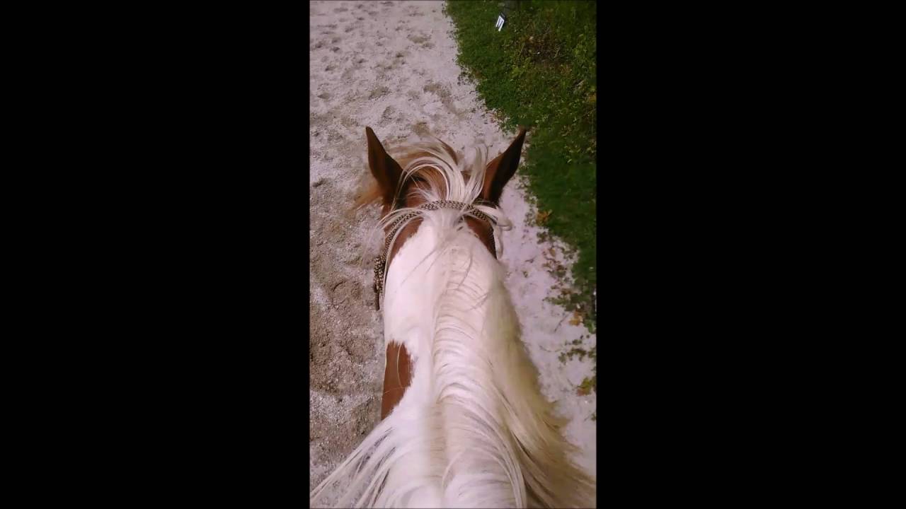 Entrainement Lucky sans  cordelette,  aux trois allures