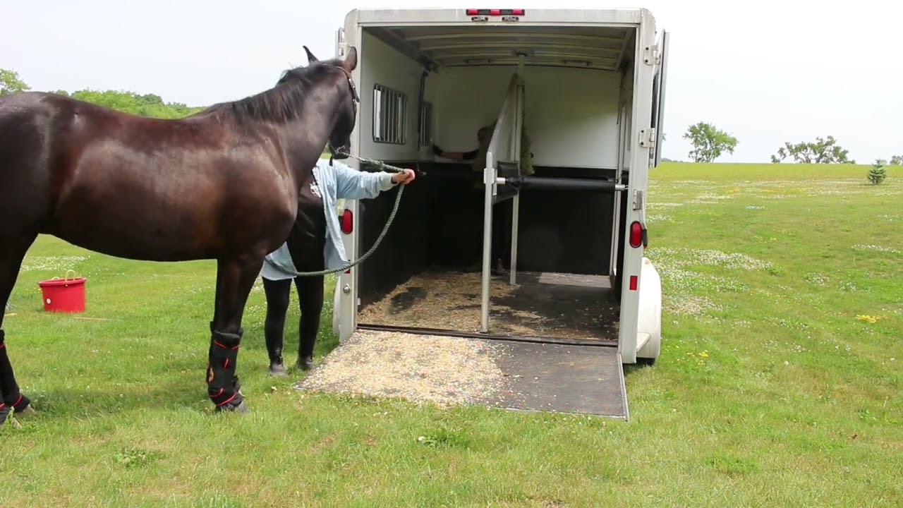 Trailer Training:  When the horse has to load