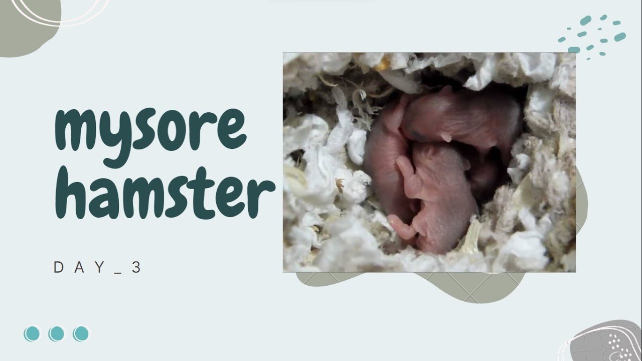 #hamster  #BabyHamster #HamsterBaby Hamster Babies Growing Up - Day 3 / Day 20 Best Moments