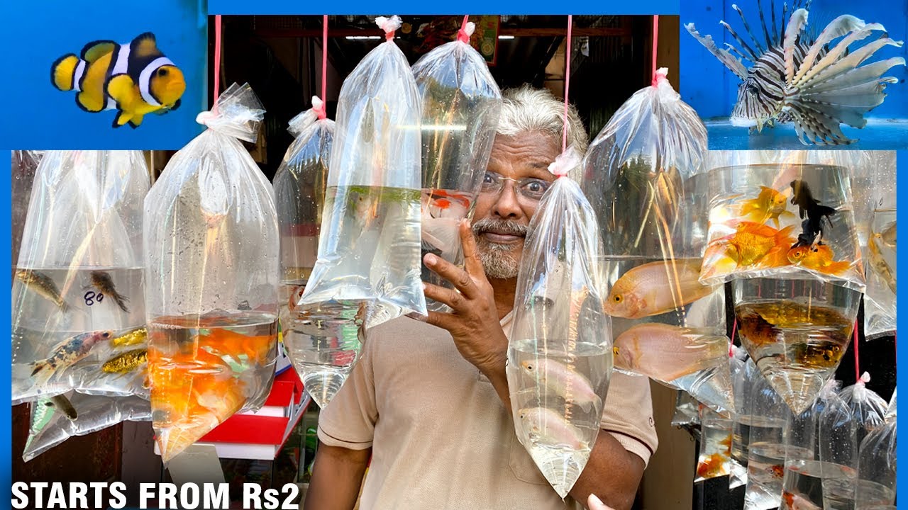 Kolathur Color Fish Market Vlog 🐟 | Semma varieties at cheaper rate 😯