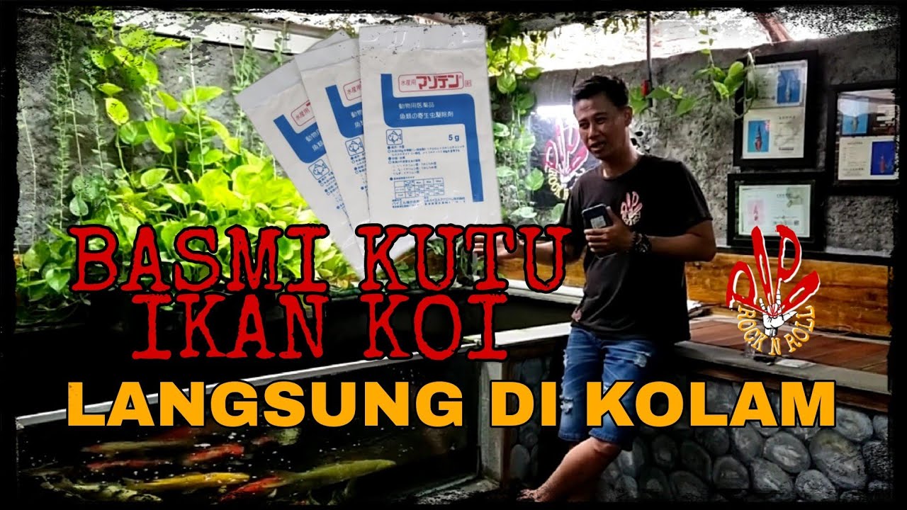 Penggunaan Dimilin Untuk Basmi Kutu Ikan Koi Langsung Pada Kolam || #ikankoi #tutorial