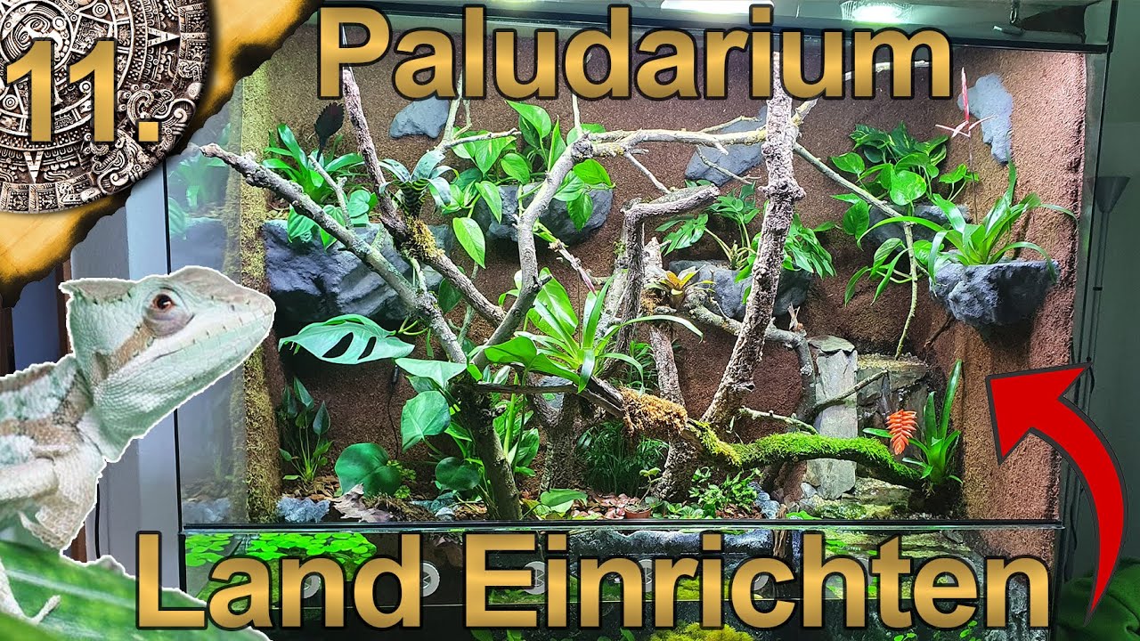 Der Regenwald entsteht! | Land Teil mit Pflanzen Enrichten | Paludarium für Kronenbasilisk | 11.