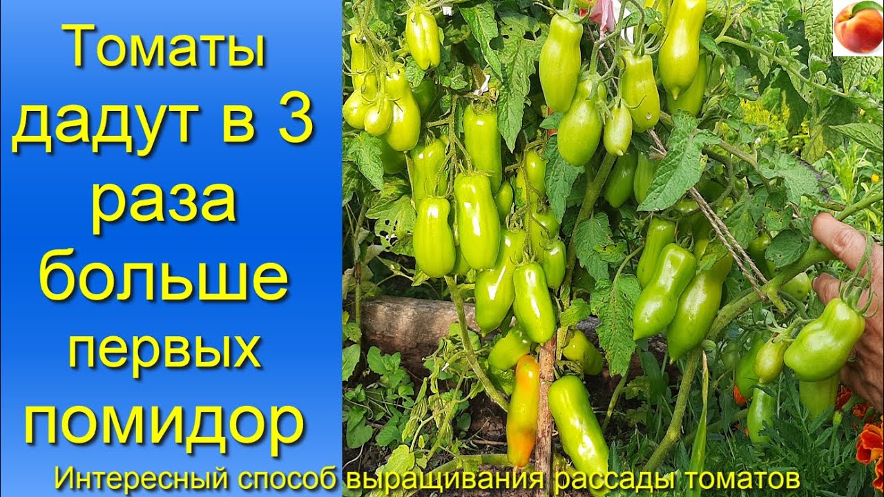Помидоры Томаты вырастут в 3 раза больше и раньше Способ выращивание рассады томатов, формирование