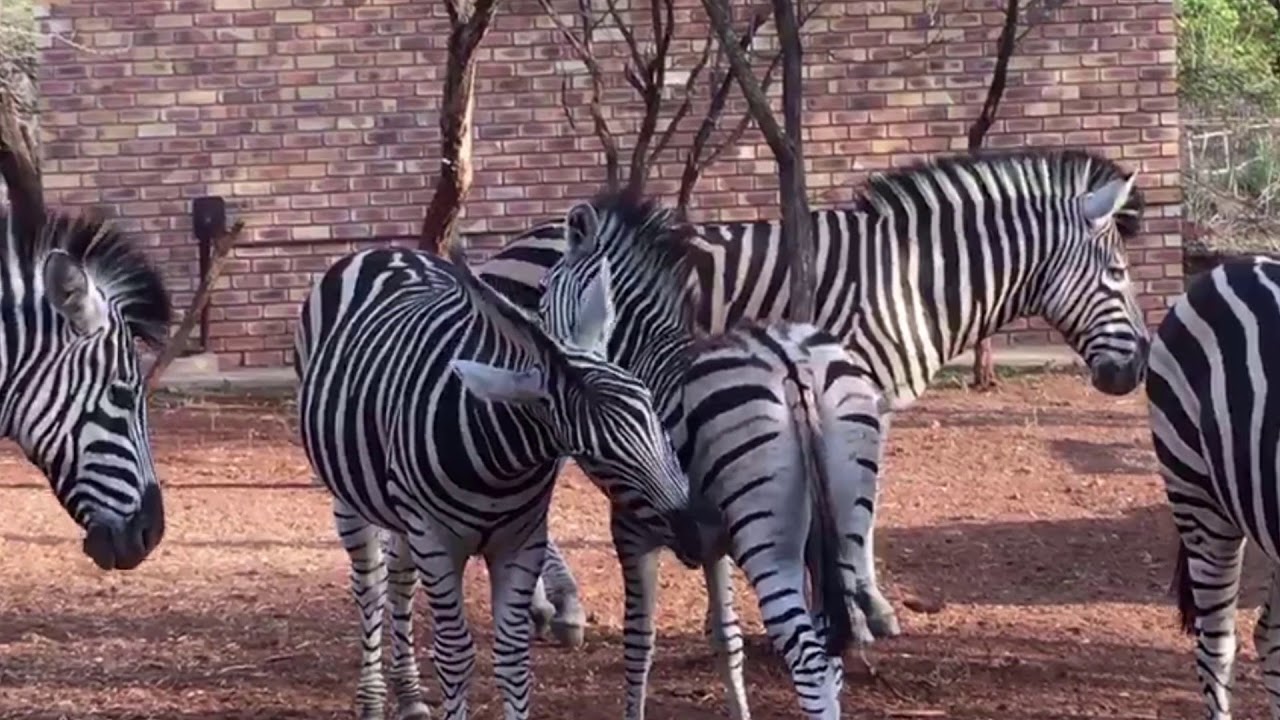 Zebra Family Gathering - BosBok Chalets Marloth Park