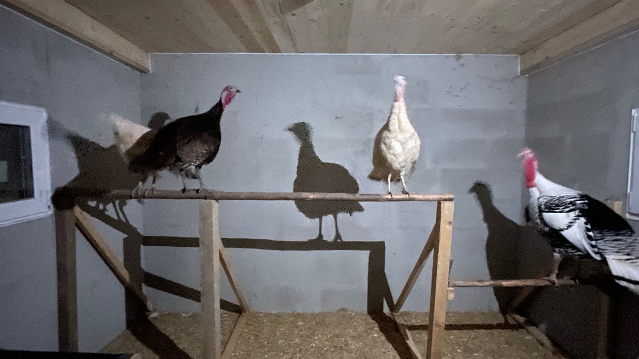 Auch die Puten Familie bekommt Verstärkung