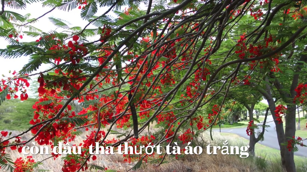 Mùa Hè Cuối