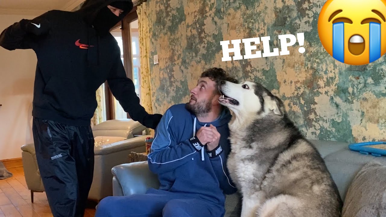 Will My Huskies Protect Me From Stranger Prank!? [MALE v PUPPY v FEMALE!]