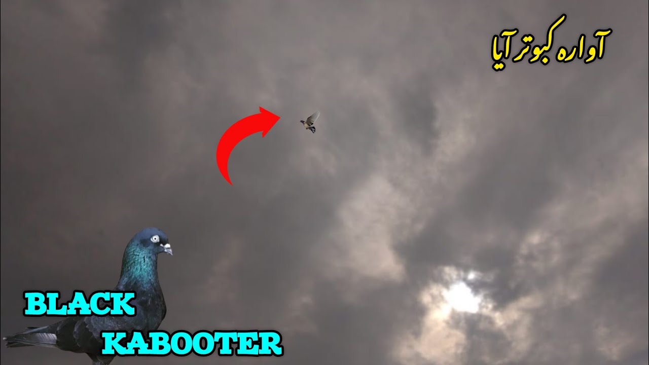 Khraab Mosam💦Mei Black Kabooter Aya😱 ll Bird Lover Pegions
