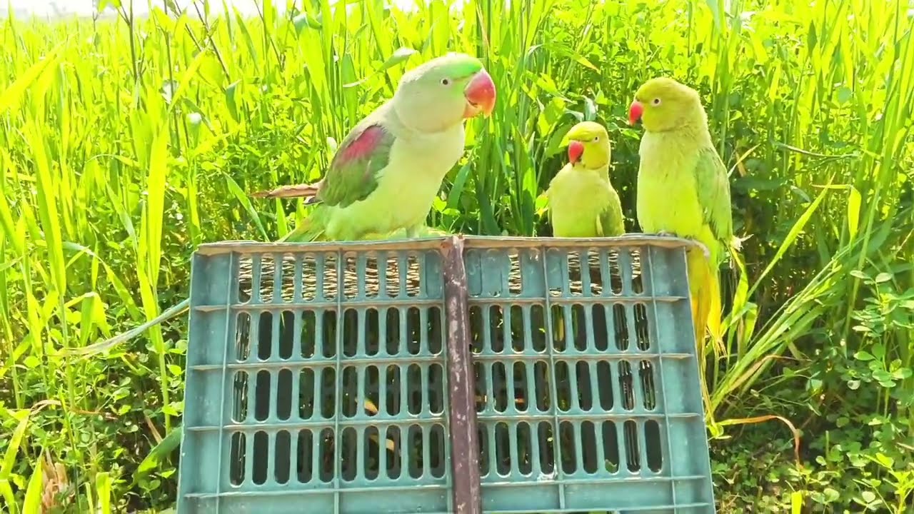  Talking Ringneck Parrot Catch Parrot Best Easy Trapping Video 