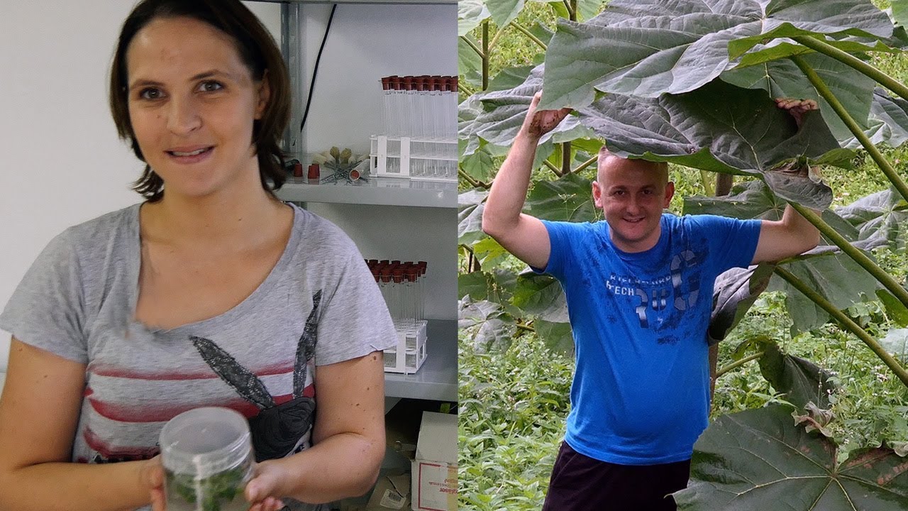 Klonirane sadnice Paulovnije Garići ne mogu izvoziti iz BiH