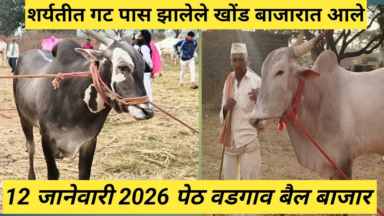 पेठ वडगाव बैल बाजार #बैलगाडा #बैलगाडा_शर्यत_महाराष्ट्र #youtube #animals 
