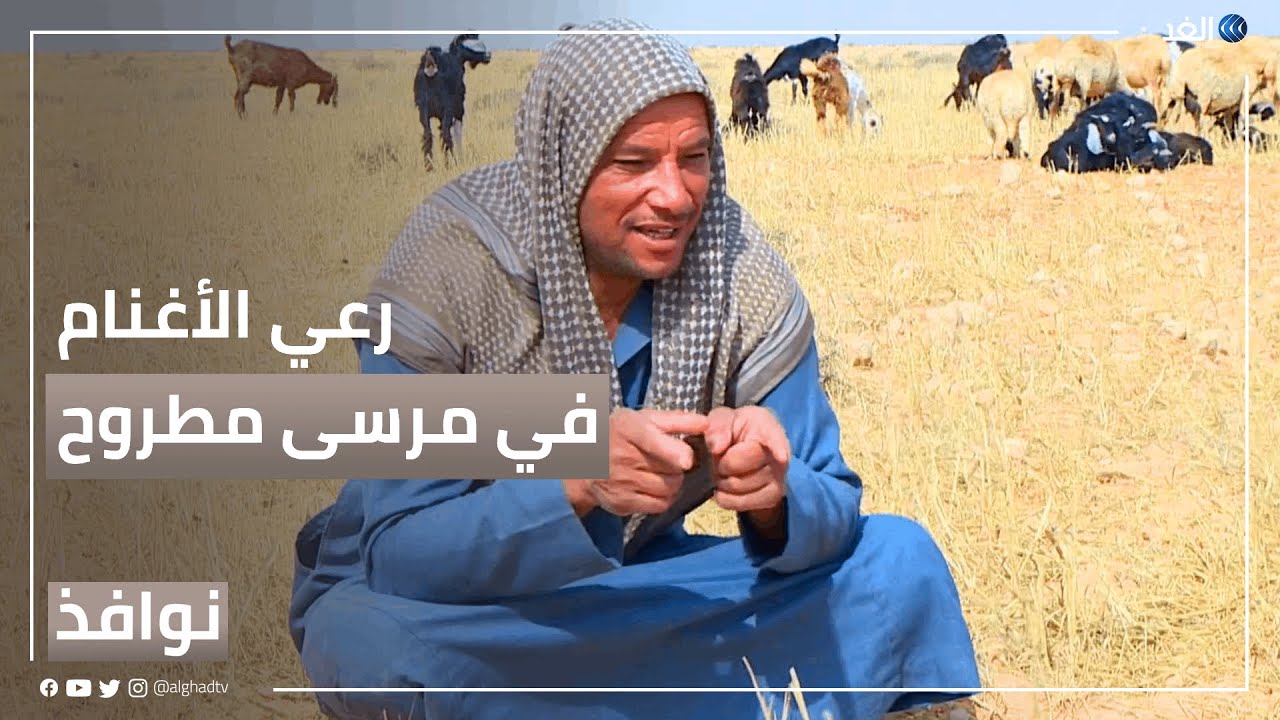 رعي الأغنام.. مهنة غالبية بدو مطروح المصرية | #نوافذ