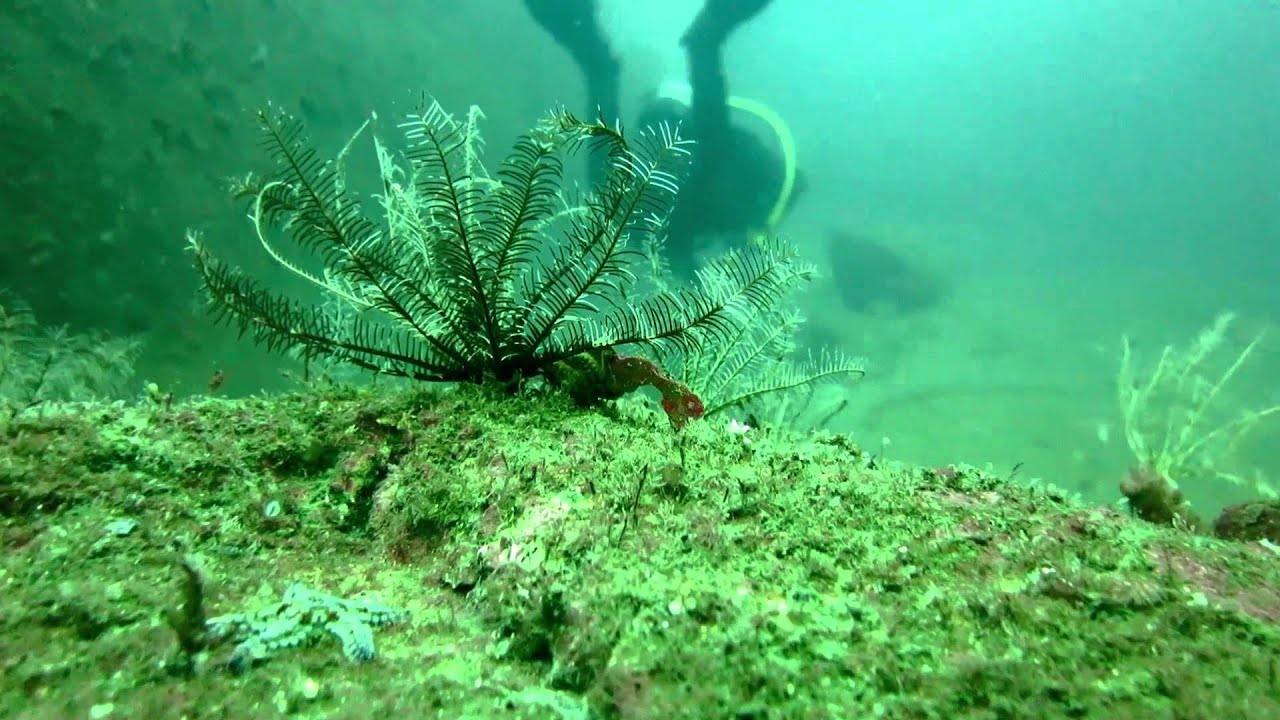 Diving, Väderöarna, Swedish westcoast (original)