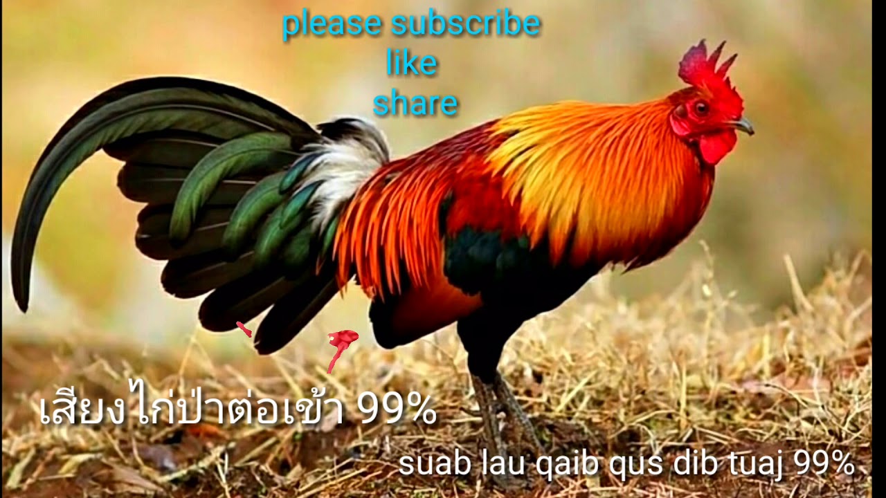 (เสียงไก่ป่าตัวผู้ต่อหมาน 99%) suab lau qaib qus quas zoo dib tuaj 99%