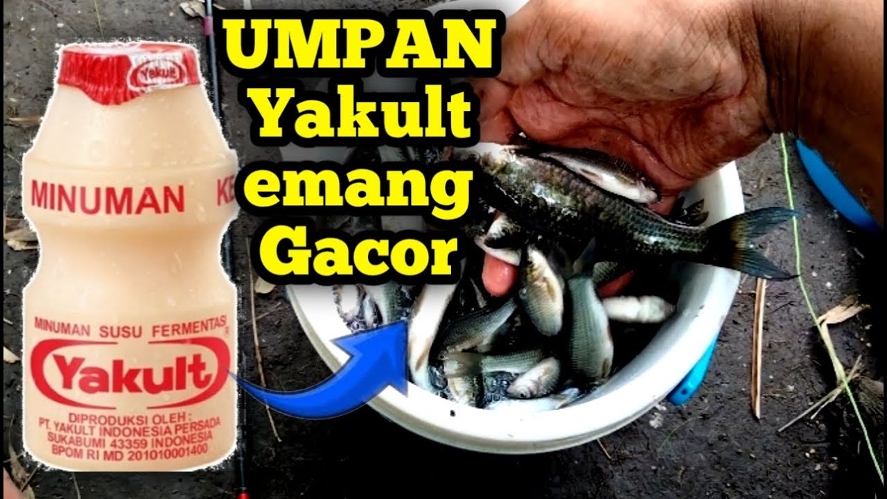 SUNGGUH DILUAR DUGAAN COBAIN UMPAN YAKULT MALAH GACOR KALIAN HARUS COBA