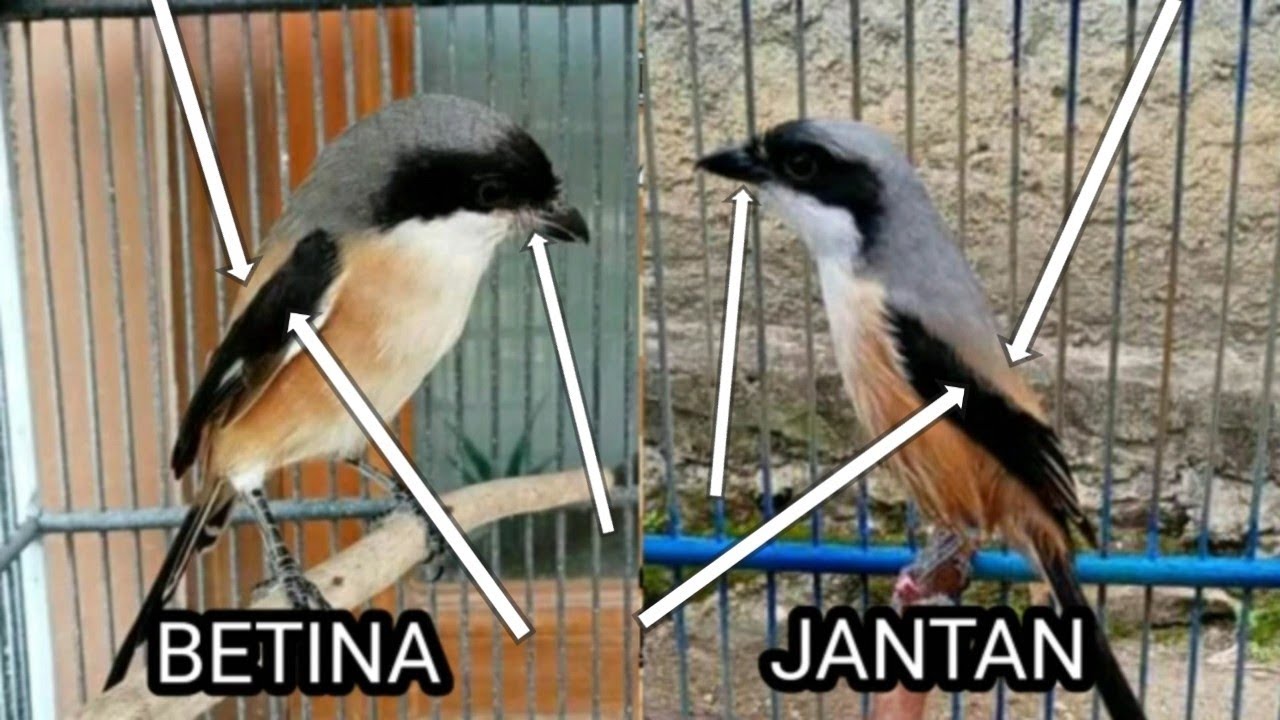 cara mudah membedakan cendet pilis dewasa jantan betina