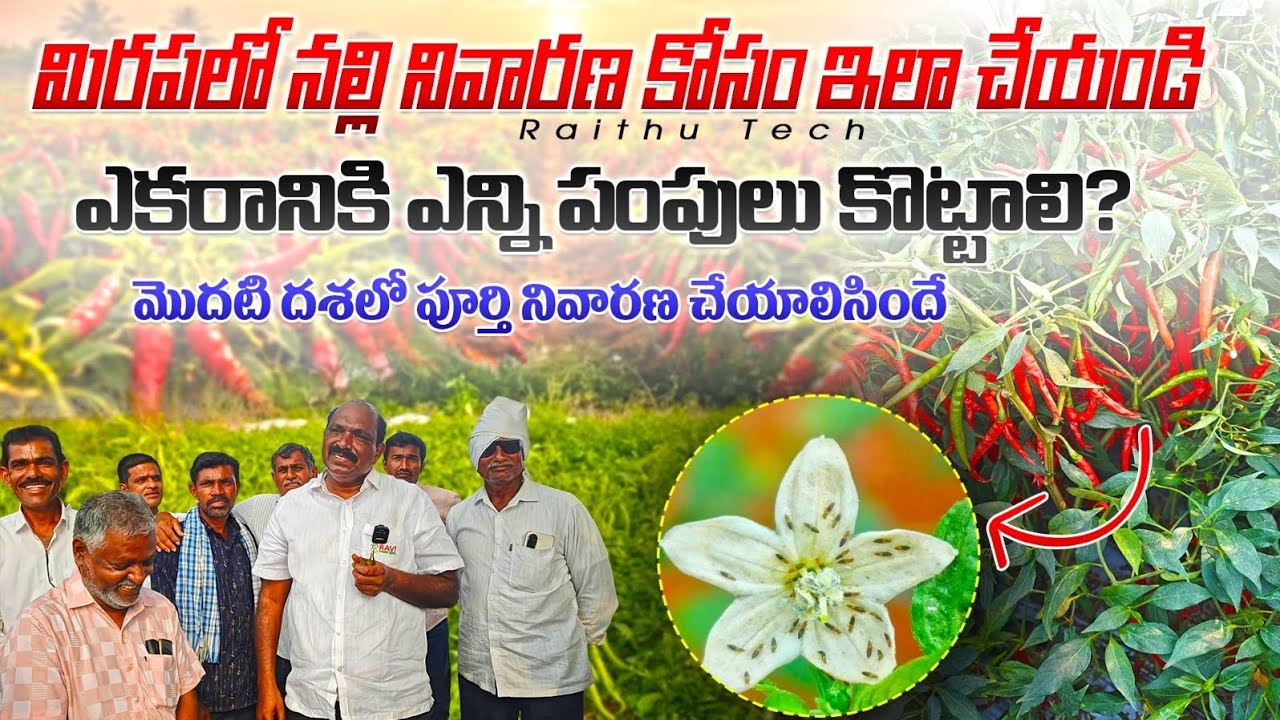 మిరప నల్లి నివారణకు ఇలా చేయండి //Ravihybridseeds MD Ravi gari Suggestion in chilli crop// Rythutech 