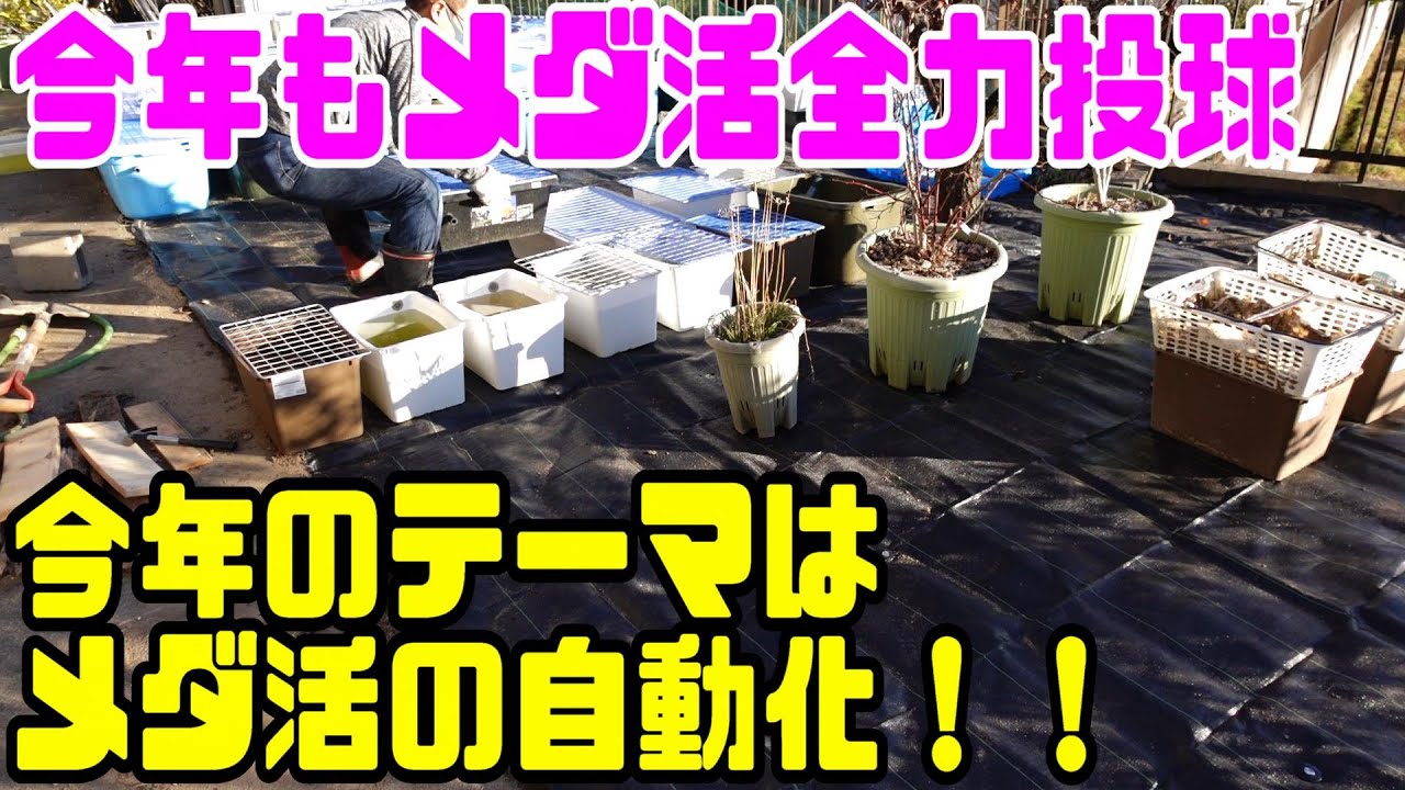 【メダカ】メダ活初めに飼育場拡張！！今年のメダカのテーマはメダ活の自動化で決まり！！