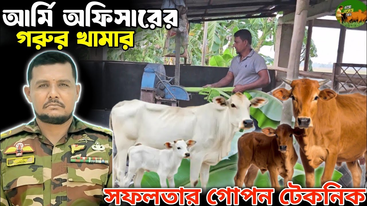 আর্মি অফিসারের খামারে অল্প খরচে সফলতার গোপন টেকনিক! কলা গাছ খাইয়ে গরু পালন। @AgroknowledgeBD