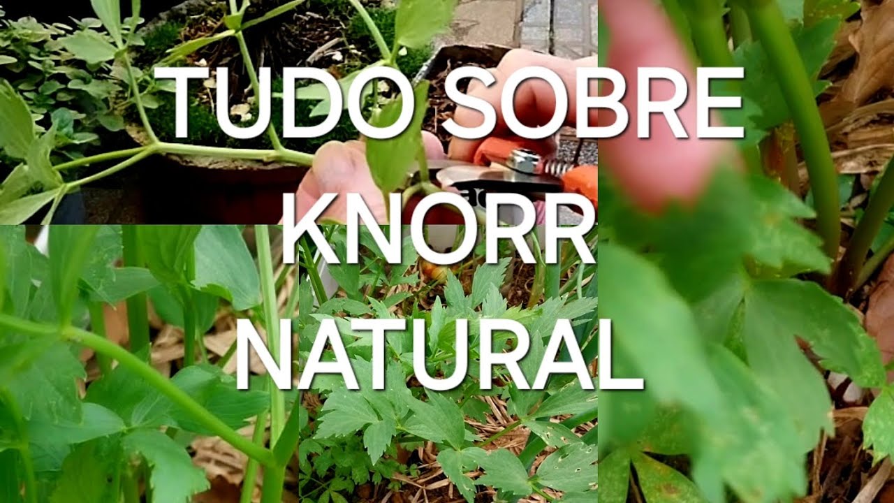Tempero KNORR Como plantar, galho e muda.