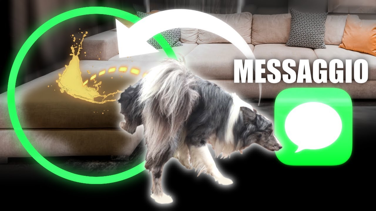 BISOGNI CRIMINALI | l' OLFATTO del CANE - il LINGUAGGIO del CANE