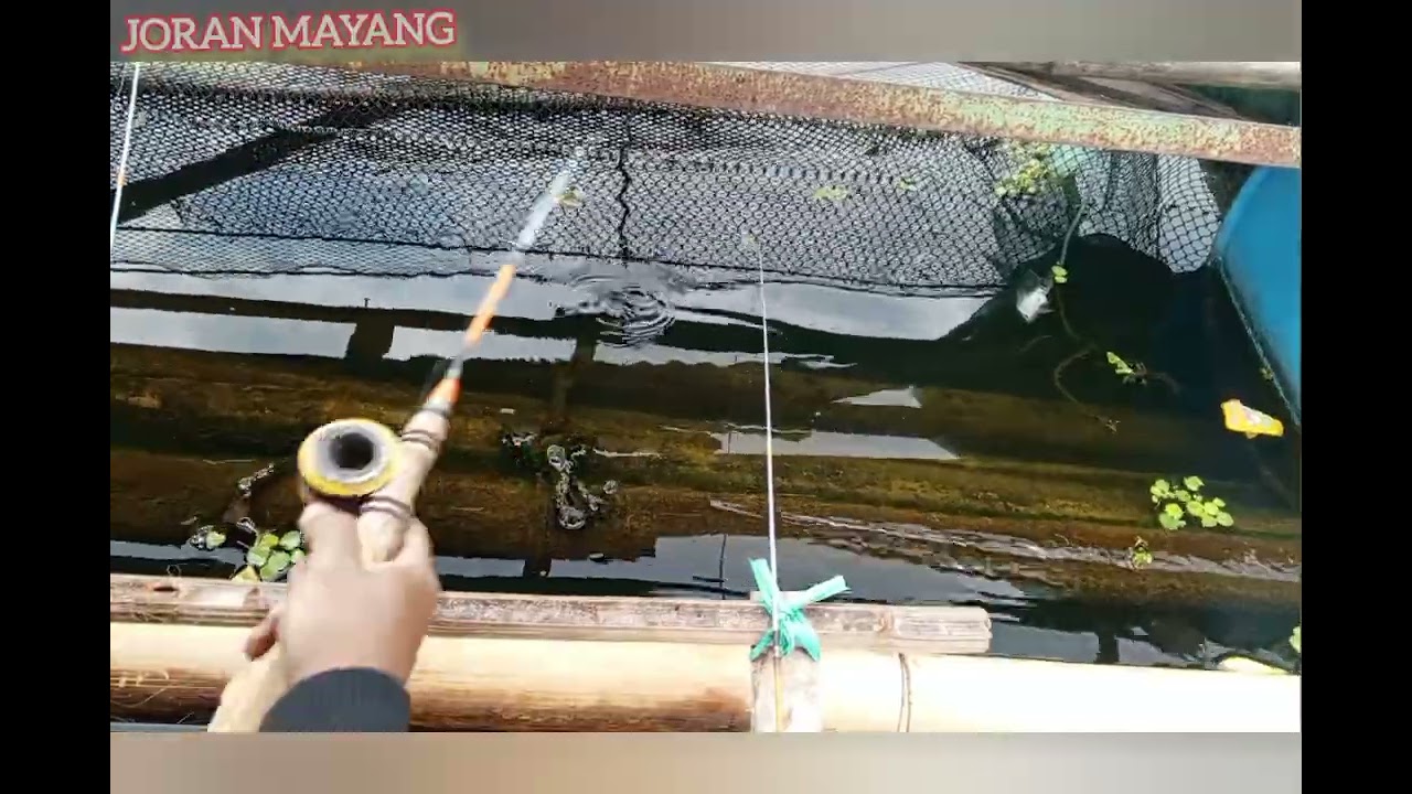 @TITIK SPOT GANAS LENGAH JORAN KABUR ‼️ spot yg sering diabaikan oleh para pemancing KJA cirata