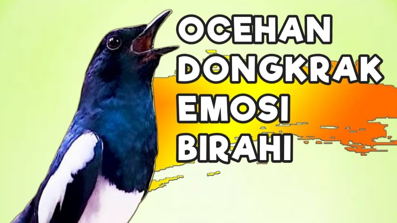 TERAPI KACER GACOR INI AMPUH ATASI KACER MACET BUNYI LANGSUNG NYAUT EMOSI BUKA EKOR