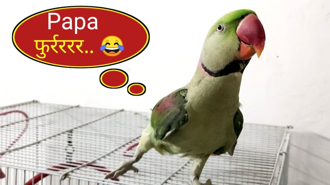 Pablo Mummy ko karega Pyarrr aur Papa ko Fureeeee