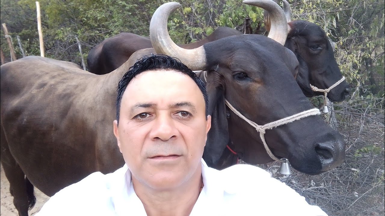 Feira de gado da ingazeira PE 03/02/23