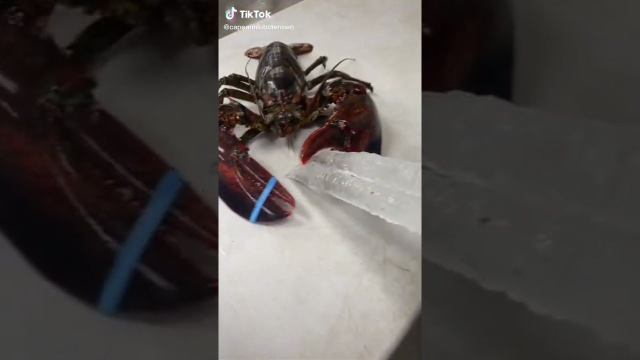 like and subscribe comment what you think Larry can’t crush!