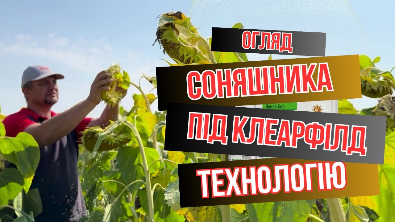 Як виглядає соняшник Сантос, Клаус і Сантос Плюс під Євро Лайтінг від Арт-Агро
