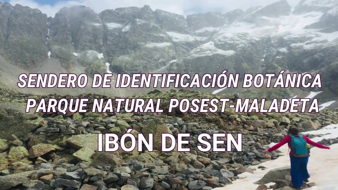 IBON DE SEN, VALLE DE CHISTAU. FLORA PIRENAICA. PARQUE NATURAL POSETS-MALADETA.