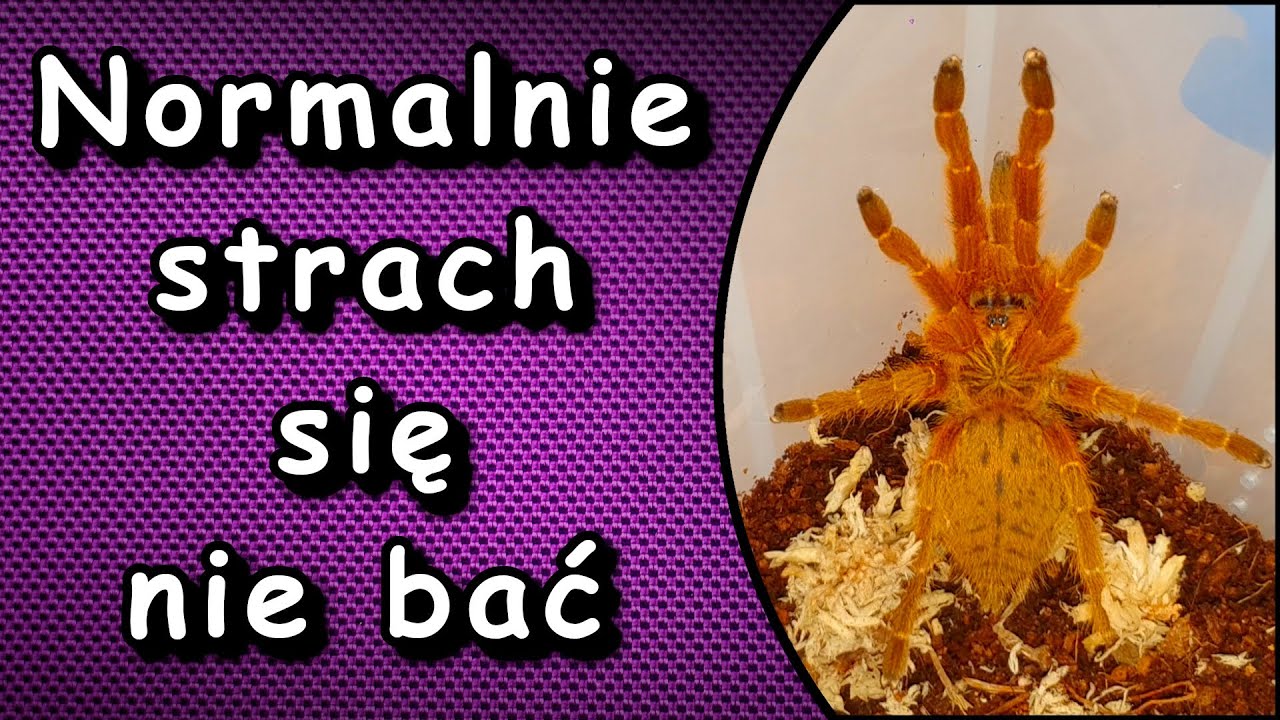 Po co bać się jednego murinusa jak można bać się dwóch hehe😱😍🤔😆😜Pterinochilus murinus Usambara x2