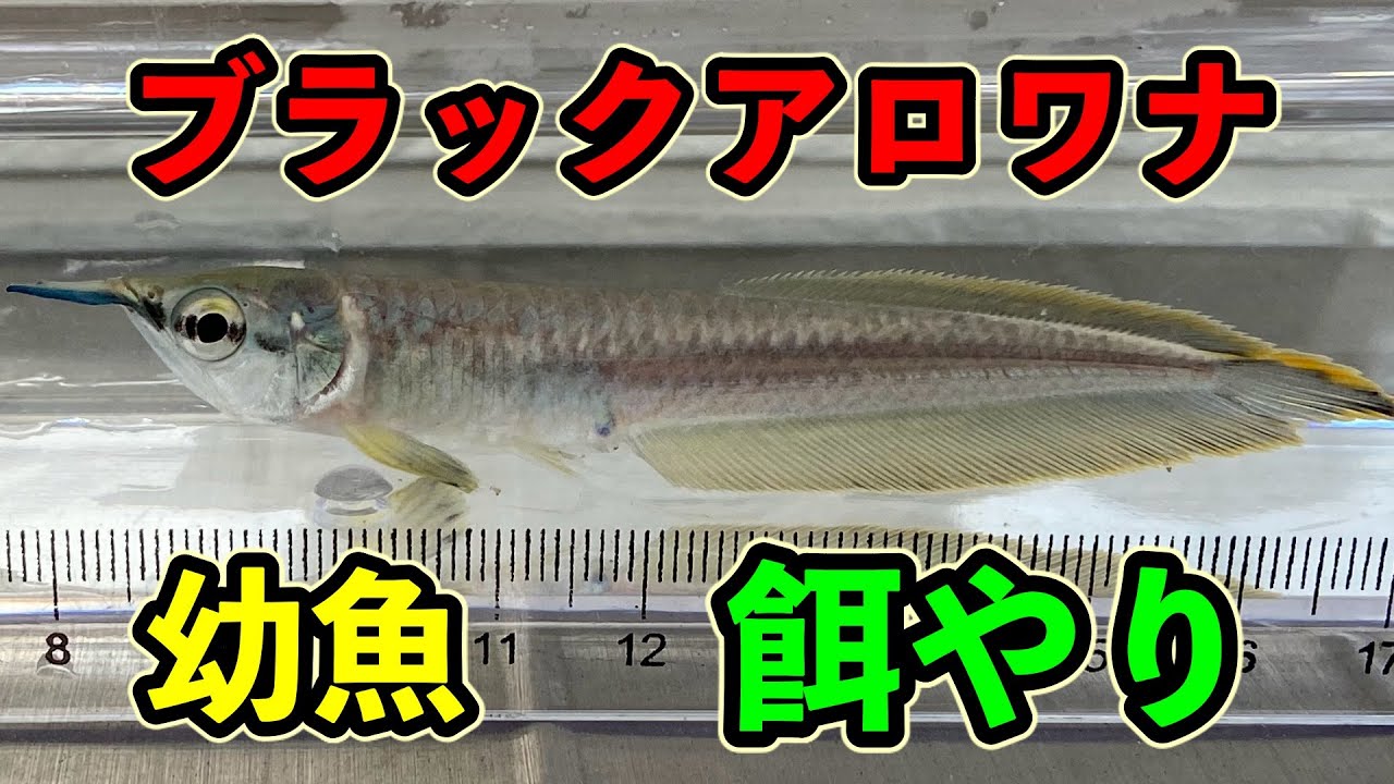 幼魚のブラックアロワナの餌の与え方考察＆混泳の危険性　『アクアリウム』『大型魚』