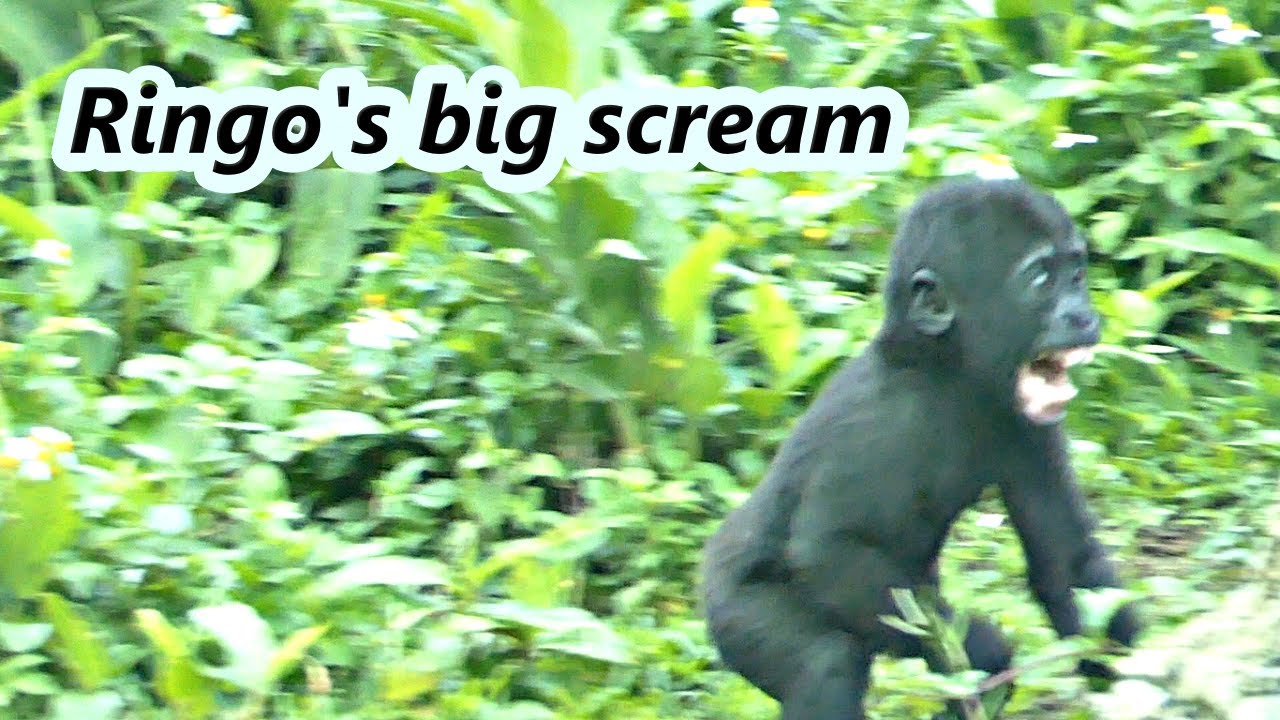 Little gorilla Ringo suddenly had big scream when he could not see mom /小金剛猩猩Ringo當他看不到媽媽突然尖叫😂