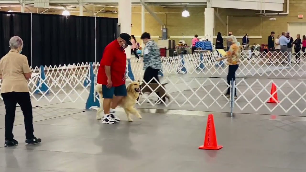 Competition Obedience Trial - Gus and Clyde - Des Moines Dog Show September 13, 2021