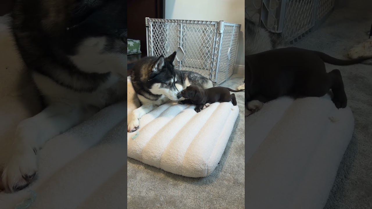 My dog FINALLY meets the foster puppies! #dogsofyoutube #dog #dogs #husky #puppy #puppies s